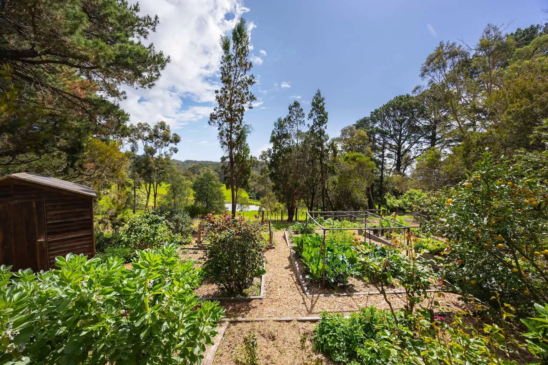 30 Sheehans Road, Red Hill Sold by Melbourne Sotheby's International Realty - image 16