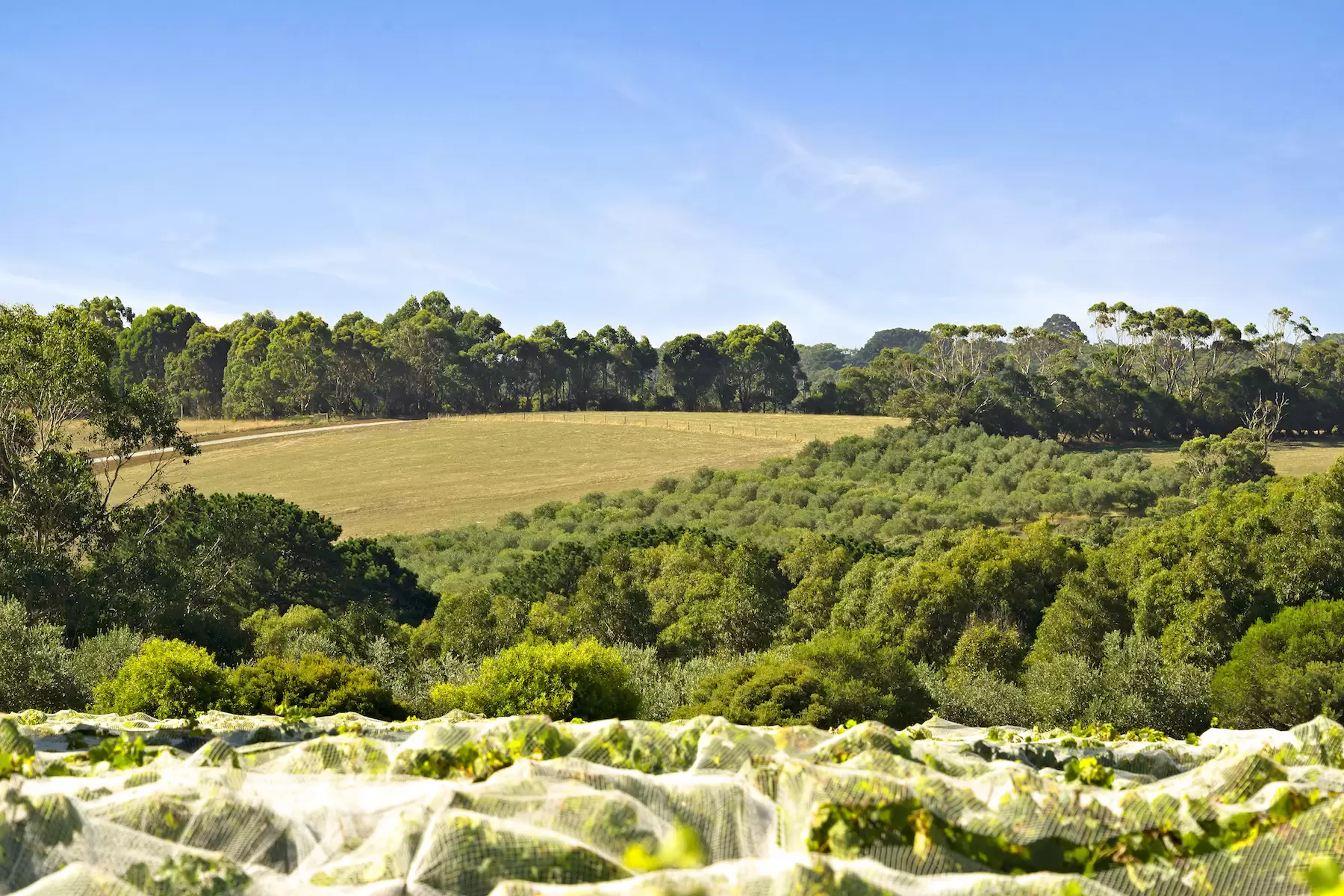 255 Main Creek Road, Main Ridge For Sale by Melbourne Sotheby's International Realty - image 3