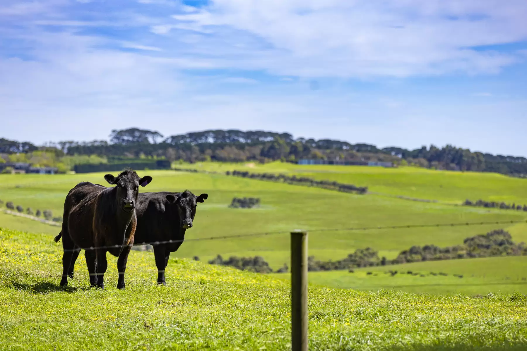 1747  Boneo Road, Flinders For Sale by Melbourne Sotheby's International Realty - image 7