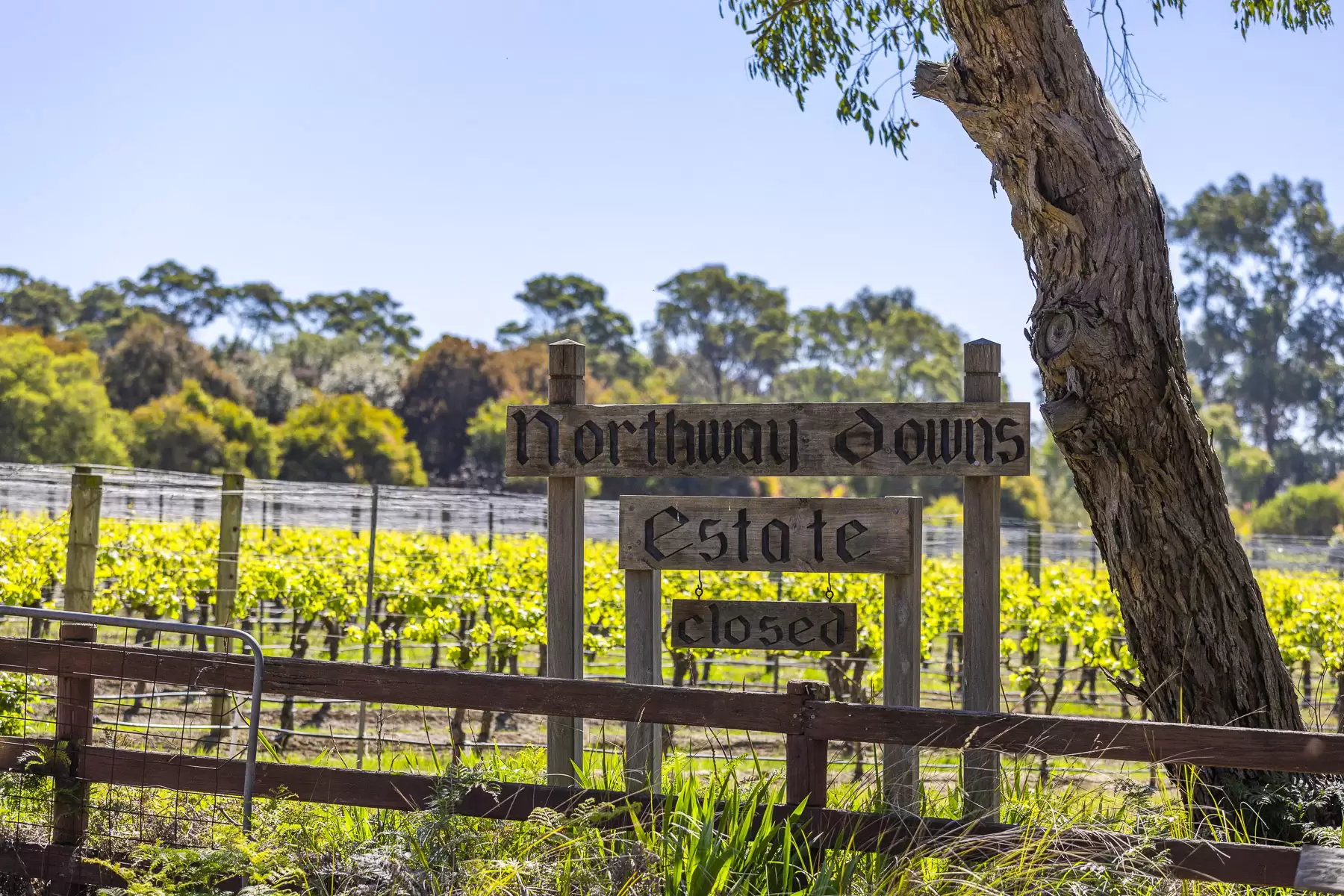 437 Stumpy Gully Road, Balnarring For Sale by Melbourne Sotheby's International Realty - image 6