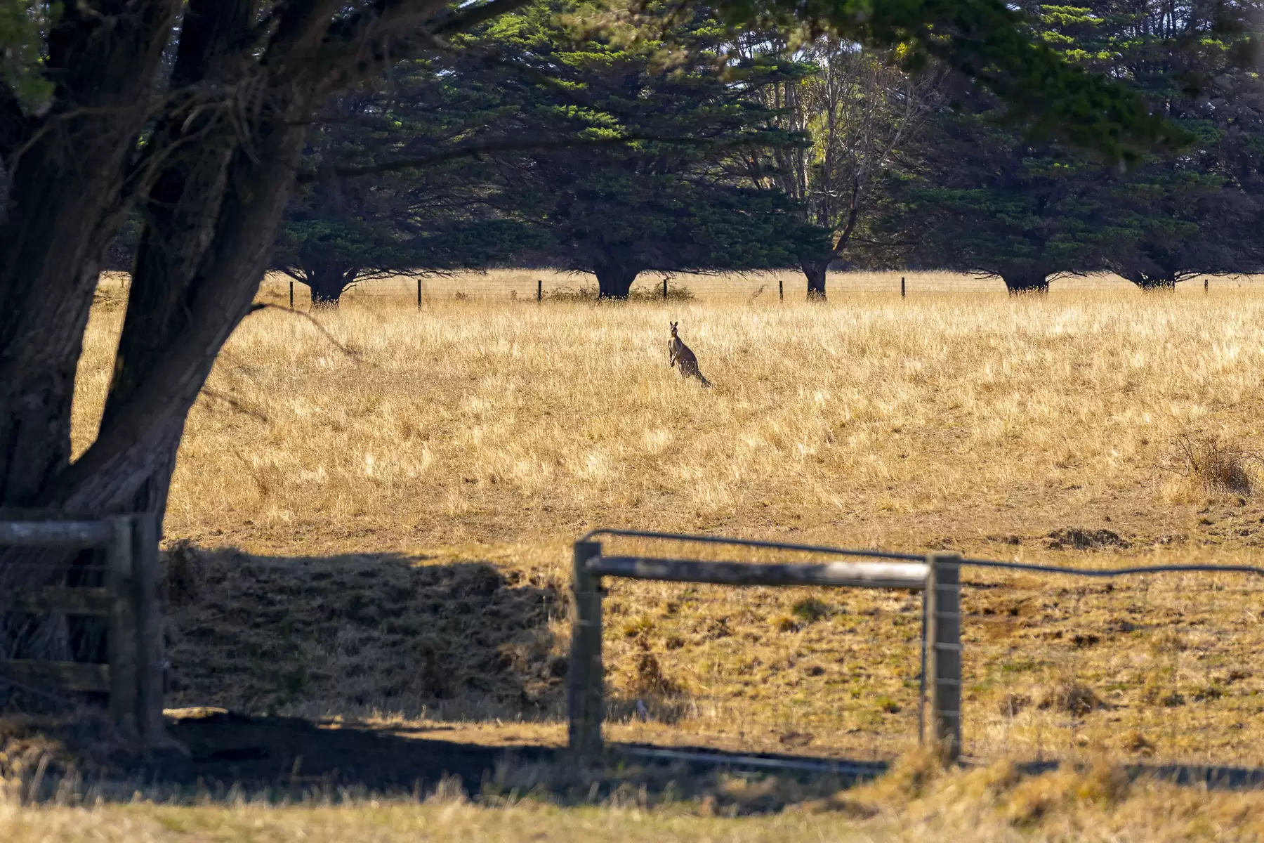 390 Keys Road, Flinders For Sale by Melbourne Sotheby's International Realty - image 5